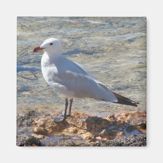 Schöner Seagull am Meer - Magnet (Vorne)
