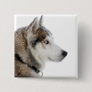 Schöner sibirischer Husky im Schnee Button