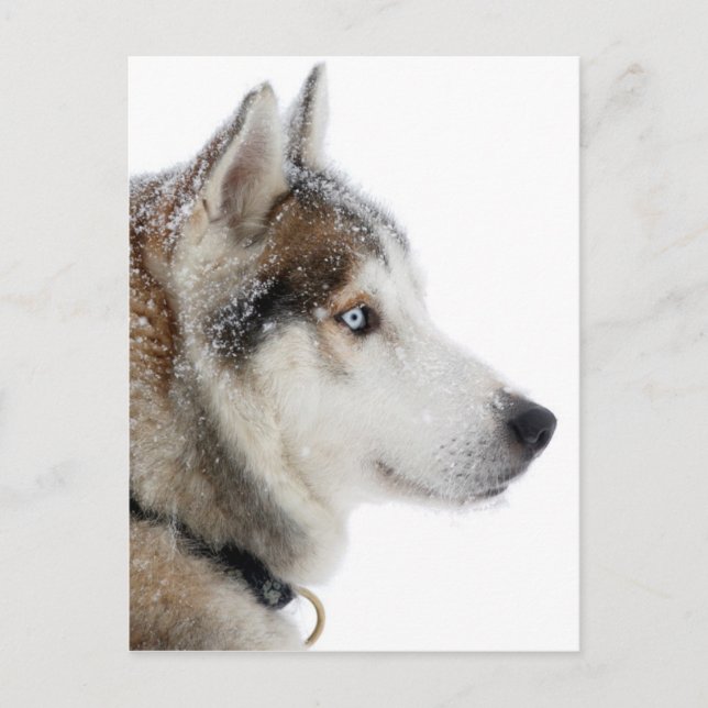 Schöner sibirischer Husky im Schnee Postkarte (Vorderseite)