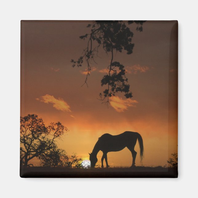 Schöner Sonnenaufgang mit Pferd Magnet (Vorne)
