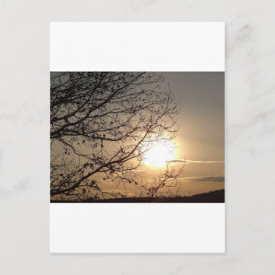 Schöner Sonnenuntergang mit Zweigen Postkarte