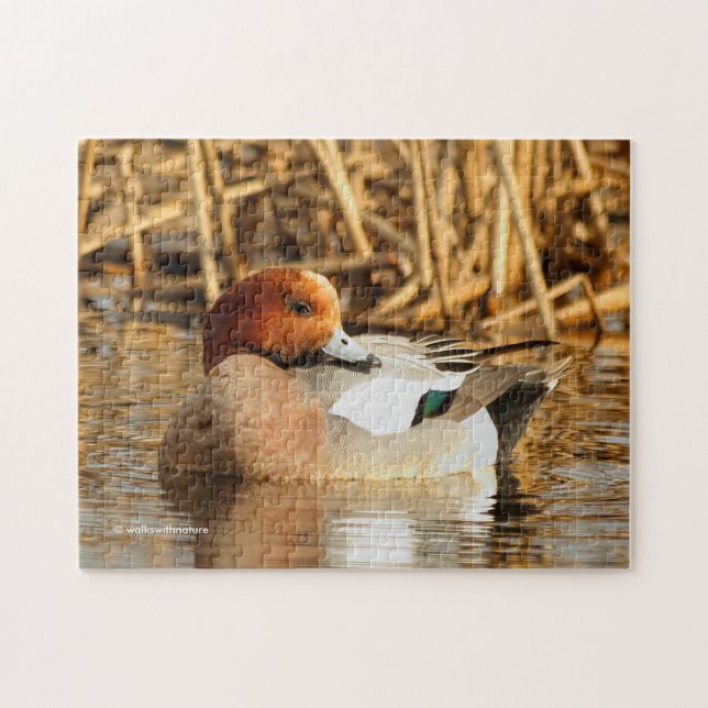 Schöner Stranger in der Stadt Eurasian Wigeon (Horizontal)