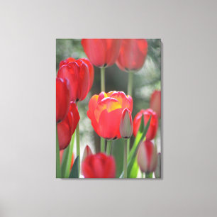 Schöner Sunlit roter Tulpe-Leinwand-Druck Leinwanddruck