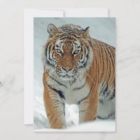 Schöner Tiger im Schnee