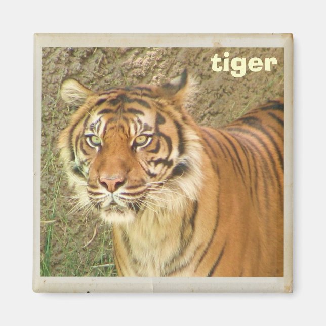 Schöner Tiger Magnet! Magnet (Vorne)