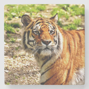 Schöner Tiger Stone Untersetzer