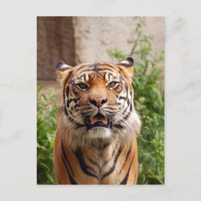 Schöner Tigerdruck Postkarte (Vorderseite)