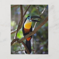 Schöner toskanischer Vogel in einer Baumlandschaft