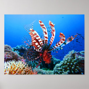 Schöner tropischer Lionfish Poster