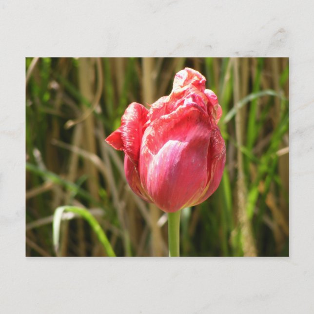 SCHÖNER TULIP POSTKARTE (Vorderseite)