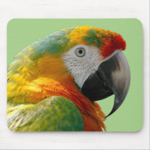 Schöner und farbenfroher Papagei Mousepad