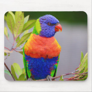 Schöner und farbenfroher Regenbogen Lorikeet Parro Mousepad