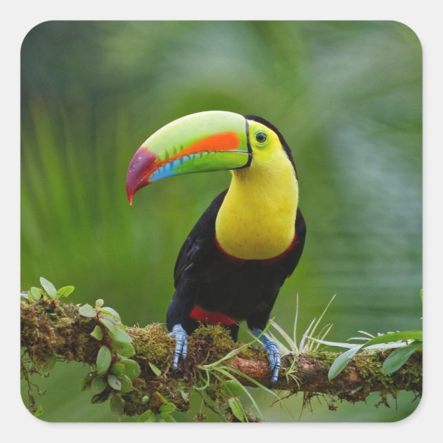 Schöner und farbenfroher Tropenvogel Quadratischer Aufkleber (Vorderseite)
