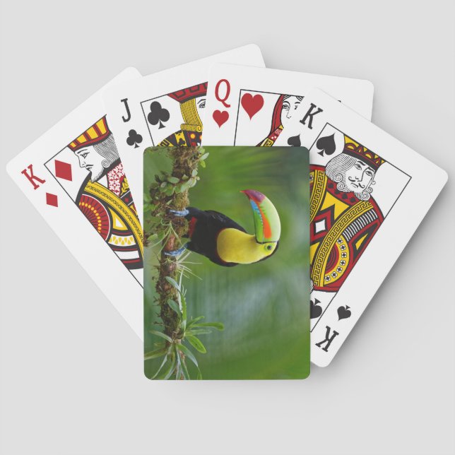 Schöner und farbenfroher Tropenvogel Spielkarten (Rückseite)