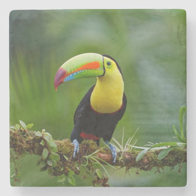 Schöner und farbenfroher Tropenvogel Steinuntersetzer (Vorderseite)