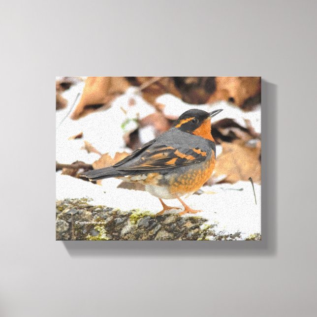 Schöner Varieté-Thrush auf dem Schneeberg Leinwanddruck (Vorderseite)