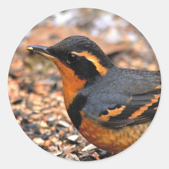 Schöner Varieté-Thrush auf dem Schneeberg Runder Aufkleber (Vorderseite)