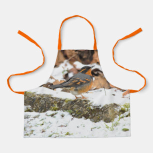 Schöner Varieté-Thrush auf dem Schneeberg Schürze