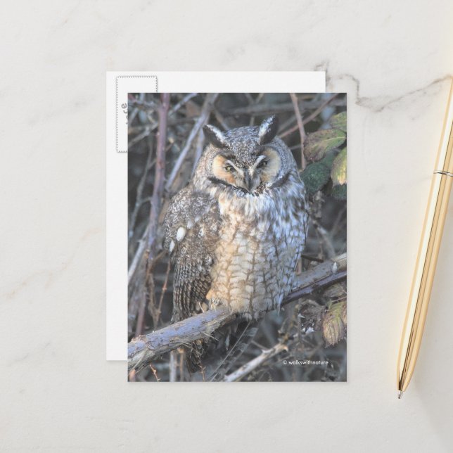 Schöner Vogel der Beute aus dem Eis bei Sonnenunte Postkarte (Vorderseite/Rückseite Beispiel)