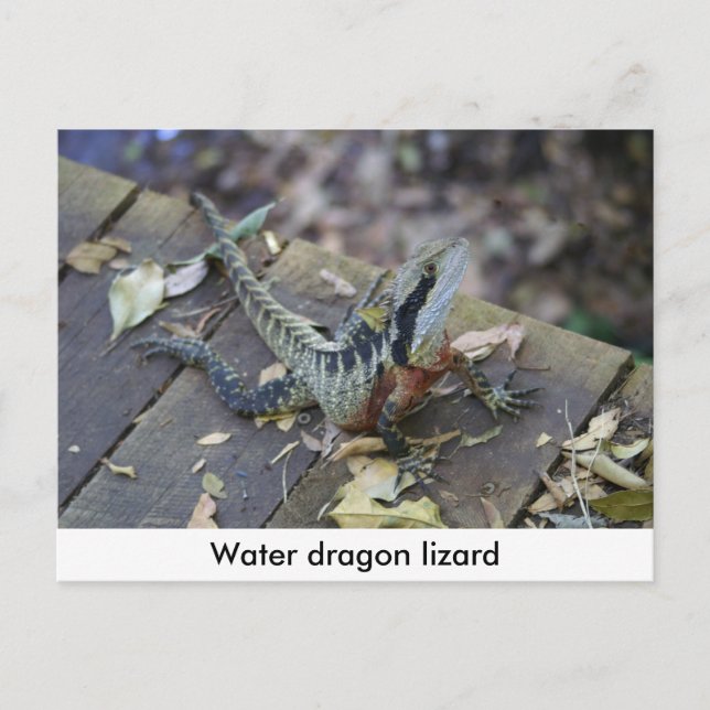 Schöner Wasserdrache Postkarte (Vorderseite)