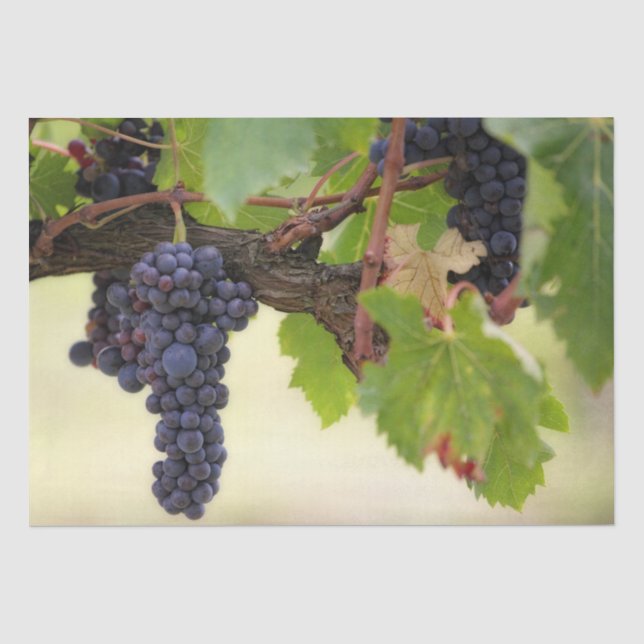 Schöner Weinberg mit hangenden Früchten Seidenpapier (Vorderseite)