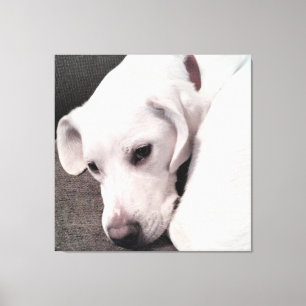 Schöner weißer Hund Elegant Leinwanddruck