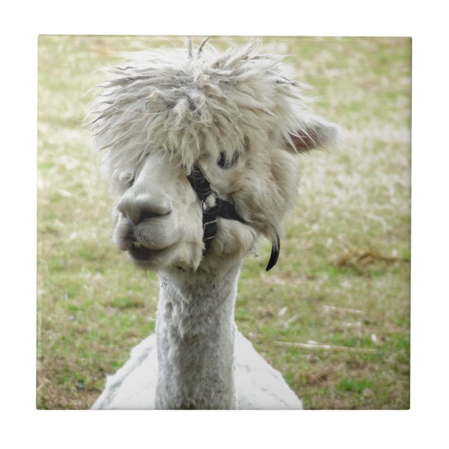 Schöner weißer Llama Fliese (Vorderseite)