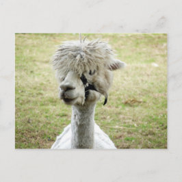 Schöner weißer Llama Postkarte