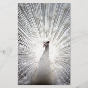 Schöner weißer Pfau Briefpapier