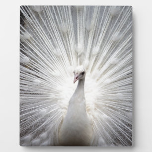Schöner weißer Pfau Fotoplatte