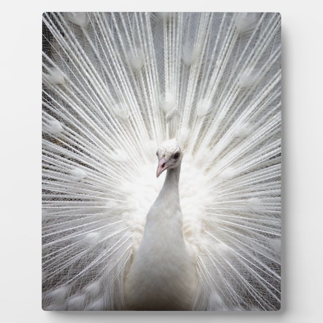 Schöner weißer Pfau Fotoplatte (Vorderseite)