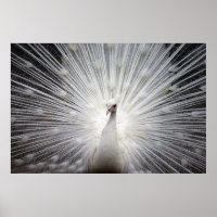 Schöner weißer Pfau