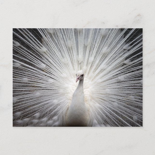 Schöner weißer Pfau Postkarte (Vorderseite)