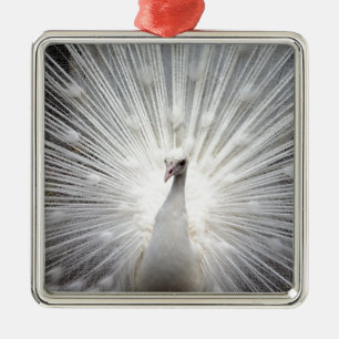 Schöner weißer Pfau Silbernes Ornament