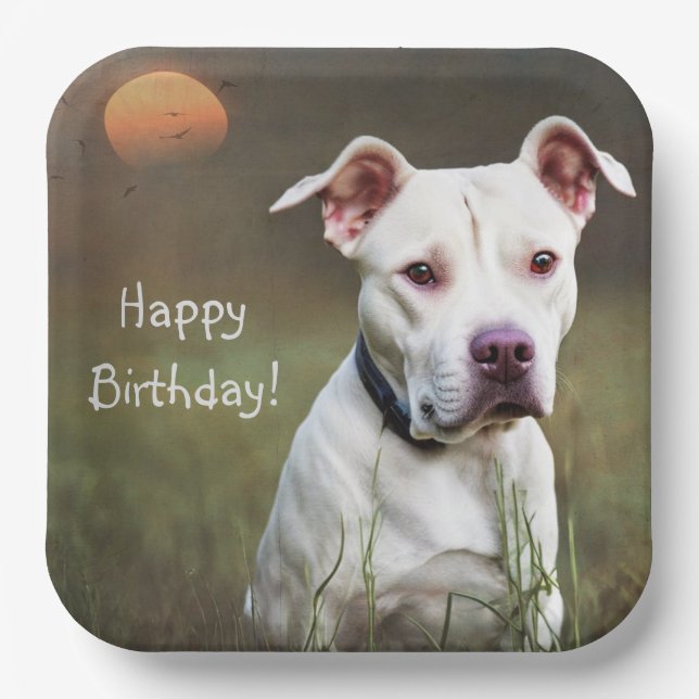 Schöner weißer Pitbull zum Geburtstag Pappteller (Vorderseite)