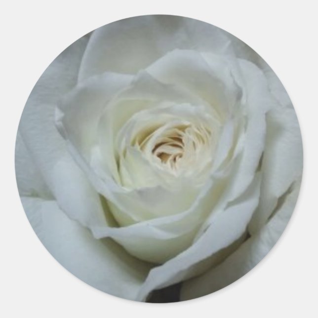 Schöner weißer Rosenaufkleber Runder Aufkleber (Vorderseite)