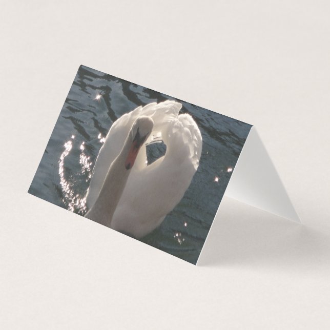 Schöner weißer Schwan (Vorderseite)