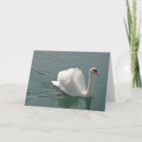 Schöner weißer Schwan