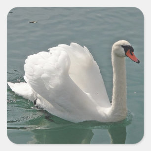 Schöner weißer Schwan Quadratischer Aufkleber