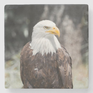 Schöner Weißkopfseeadler (Haliaeetus leucocephalus Steinuntersetzer