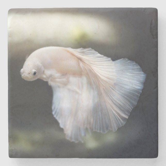 Schöner Weißsiameer Betta Fighting Fish Steinuntersetzer (Vorderseite)