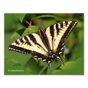 Schöner Western Tiger Frack Butterfly Fotodruck