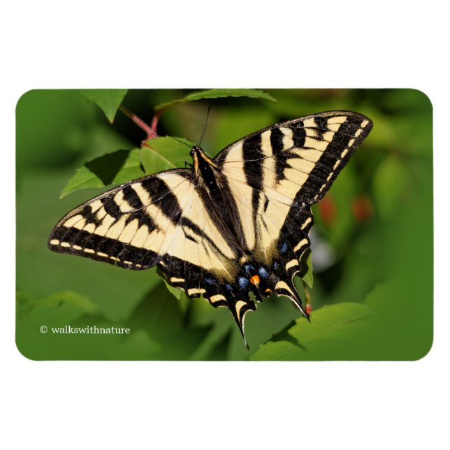 Schöner Western Tiger Frack Butterfly Magnet (Horizontal)
