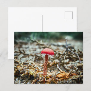 Schöner Wildpilz auf einem Herbstfeld Postkarte