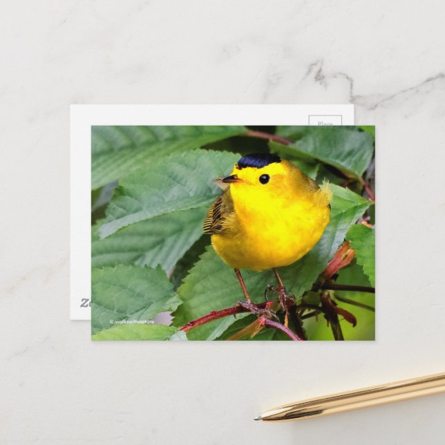 Schöner Wilson's Warbler Songbird in Cherry Tree Postkarte (Vorderseite/Rückseite Beispiel)