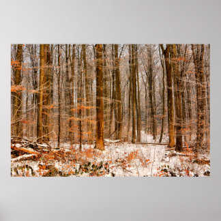 Schöner Winterwald mit Schnee Poster