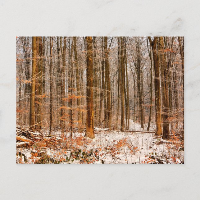 Schöner Winterwald mit Schnee Postkarte (Vorderseite)