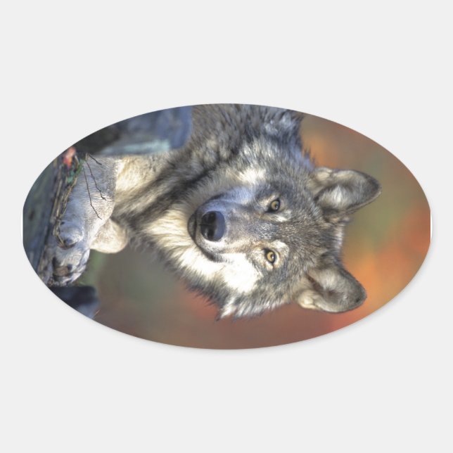 Schöner Wolf Ovaler Aufkleber (Vorderseite)