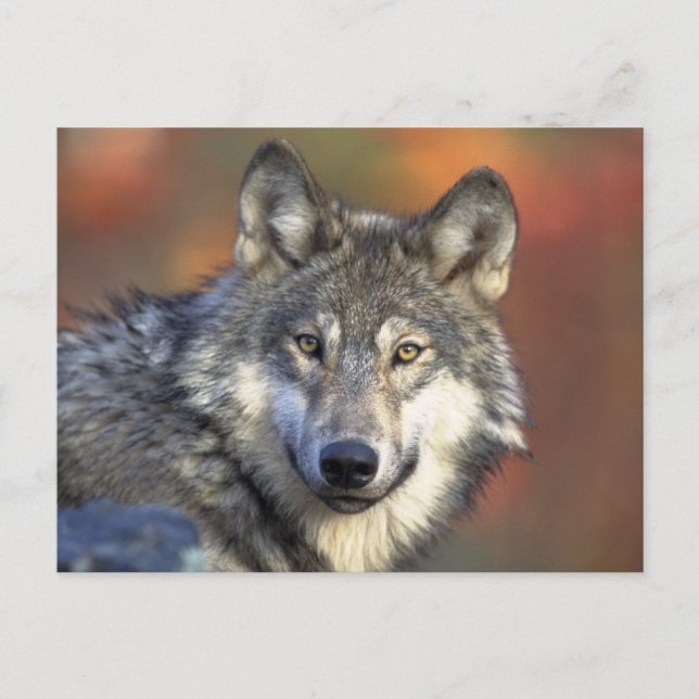 Schöner Wolf Postkarte (Vorderseite)