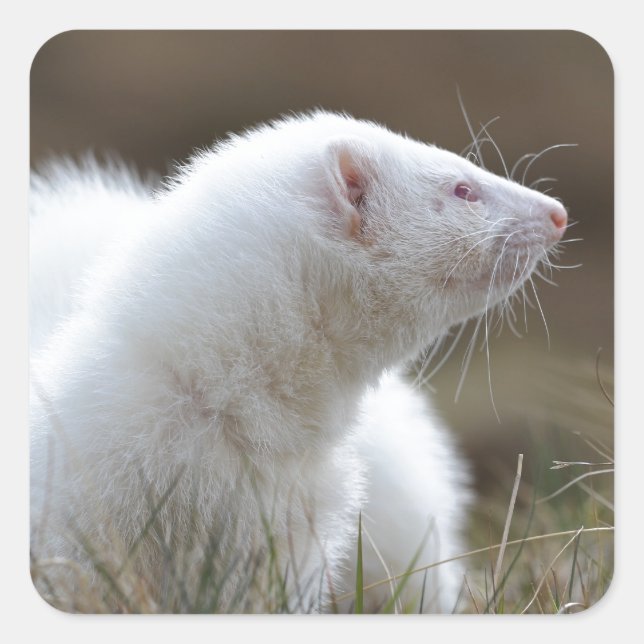Schönes Albino Ferret Quadratischer Aufkleber (Vorderseite)